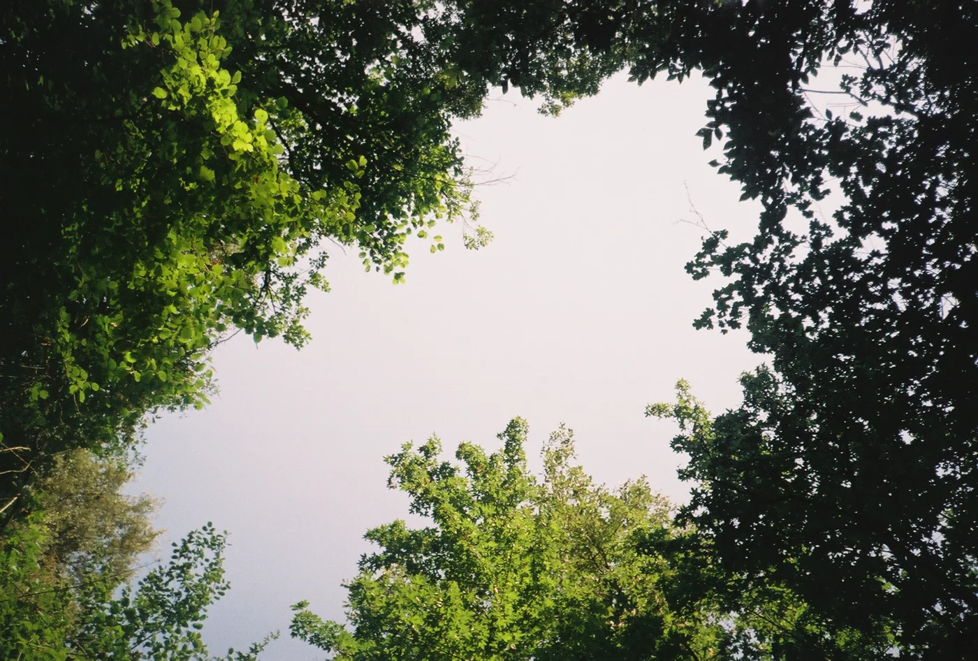 Looking up through tree canopy