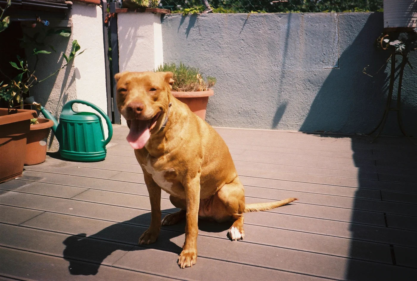 Baby the dog on a terrace